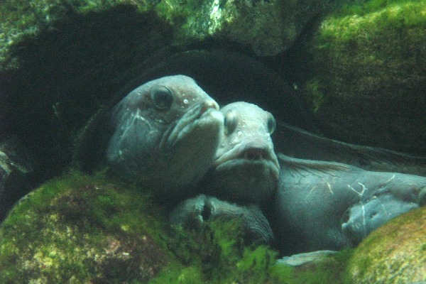 Universeum