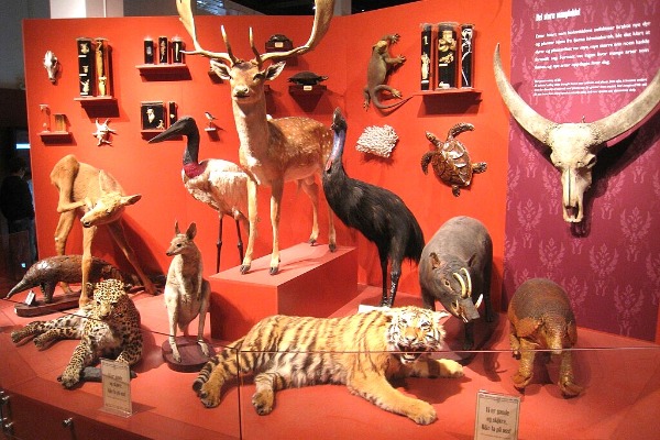 Naturhistorisk Museum