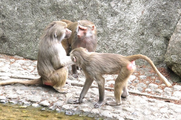 Munchener Tierpark Hellabrunn