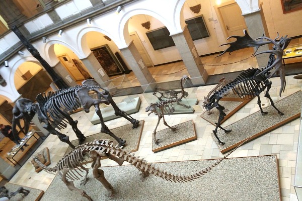 Paleontological Museum Munich