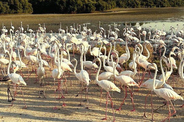 Ras Al Khor Wildlife Sanctuary