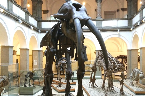 Paleontological Museum Munich