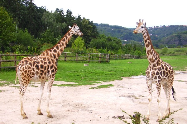 Prague Zoo