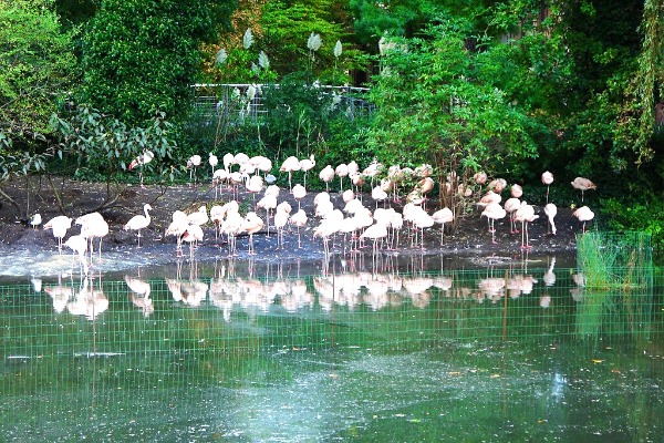 ARTIS Amsterdam Royal Zoo