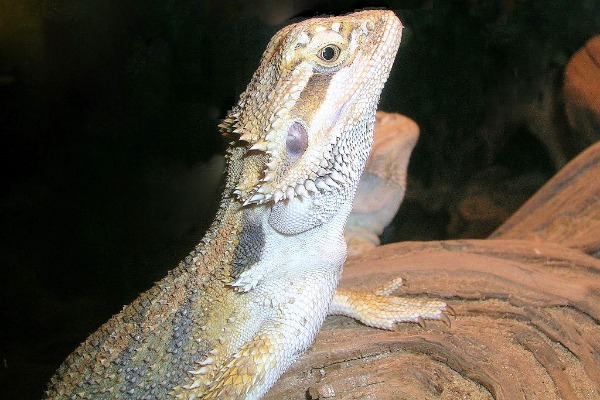 Oslo Reptile Park