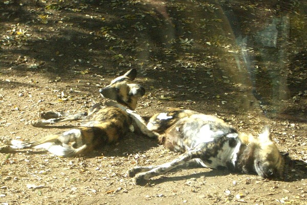 Barcelona Zoo