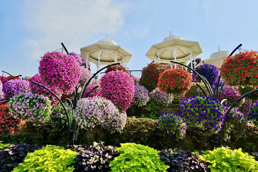 Dubai Miracle Garden