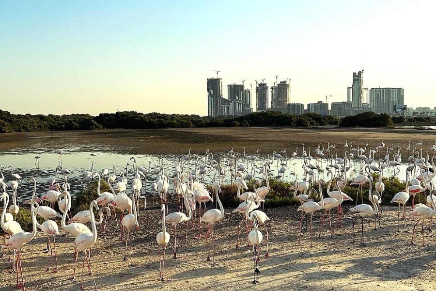 Ras Al Khor Wildlife Sanctuary