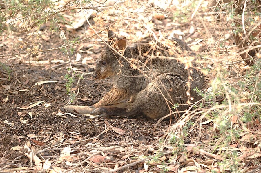 Melbourne Zoo