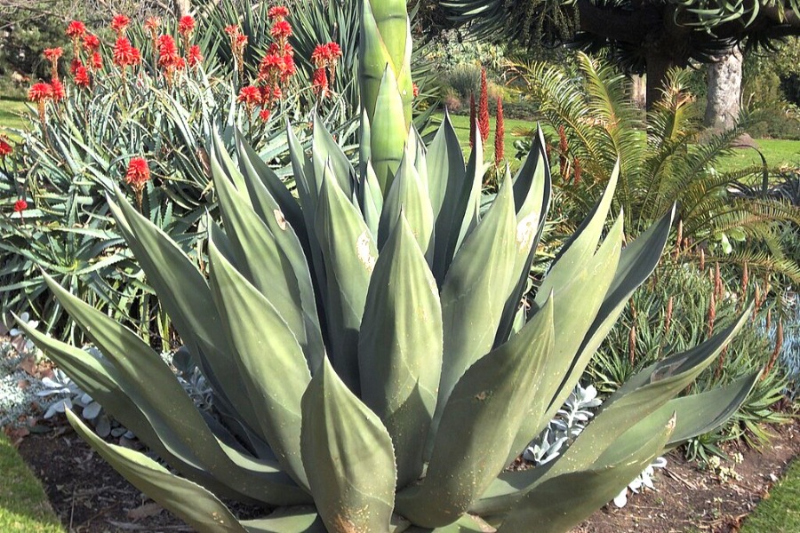 Royal Botanic Gardens Victoria